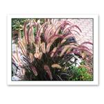 Photo Greeting Card Of A Flowering Plant by Jerry Cohen